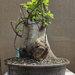Old Fig Bonsai Tree 