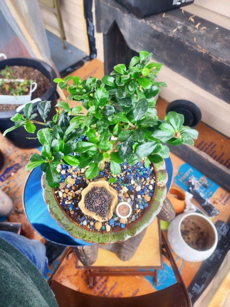 5 Years Old Bonsai"