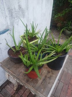 Aloe vera plants