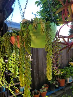 Strings Of Pearls,dolphins, Banana,tears, Ruby Neclace