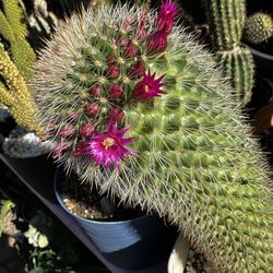 Bonito Cactus Mammillaria 