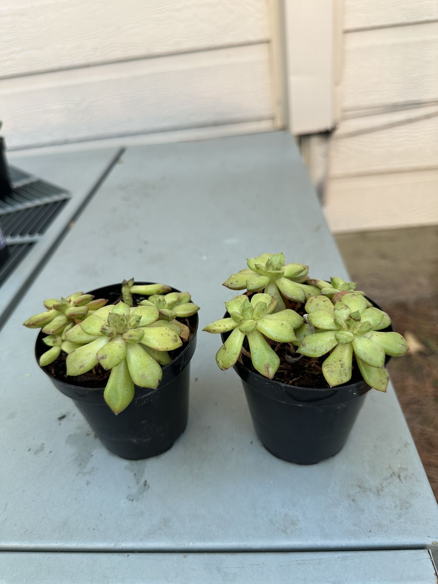 Succulent