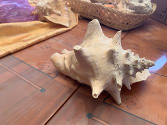 Ocean Seashell conch shell