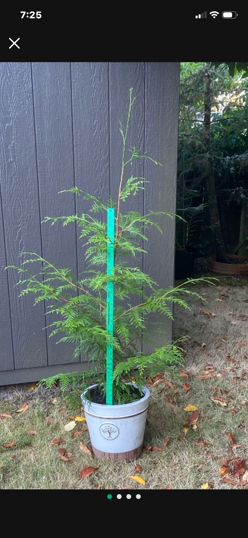 Four Foot Tall Cedar Tree In Gorgeous Heavy Duty Glazed Ceramic Pot