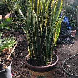 Beautiful Snake Plant $$56 each  Ceramic Pot 