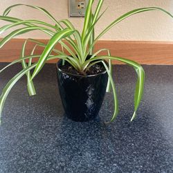 Live Spider Plant .