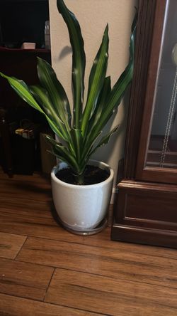 fresh oxygen beautiful green plant with white pot