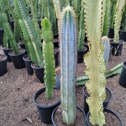 Blue Torch Cactus 
