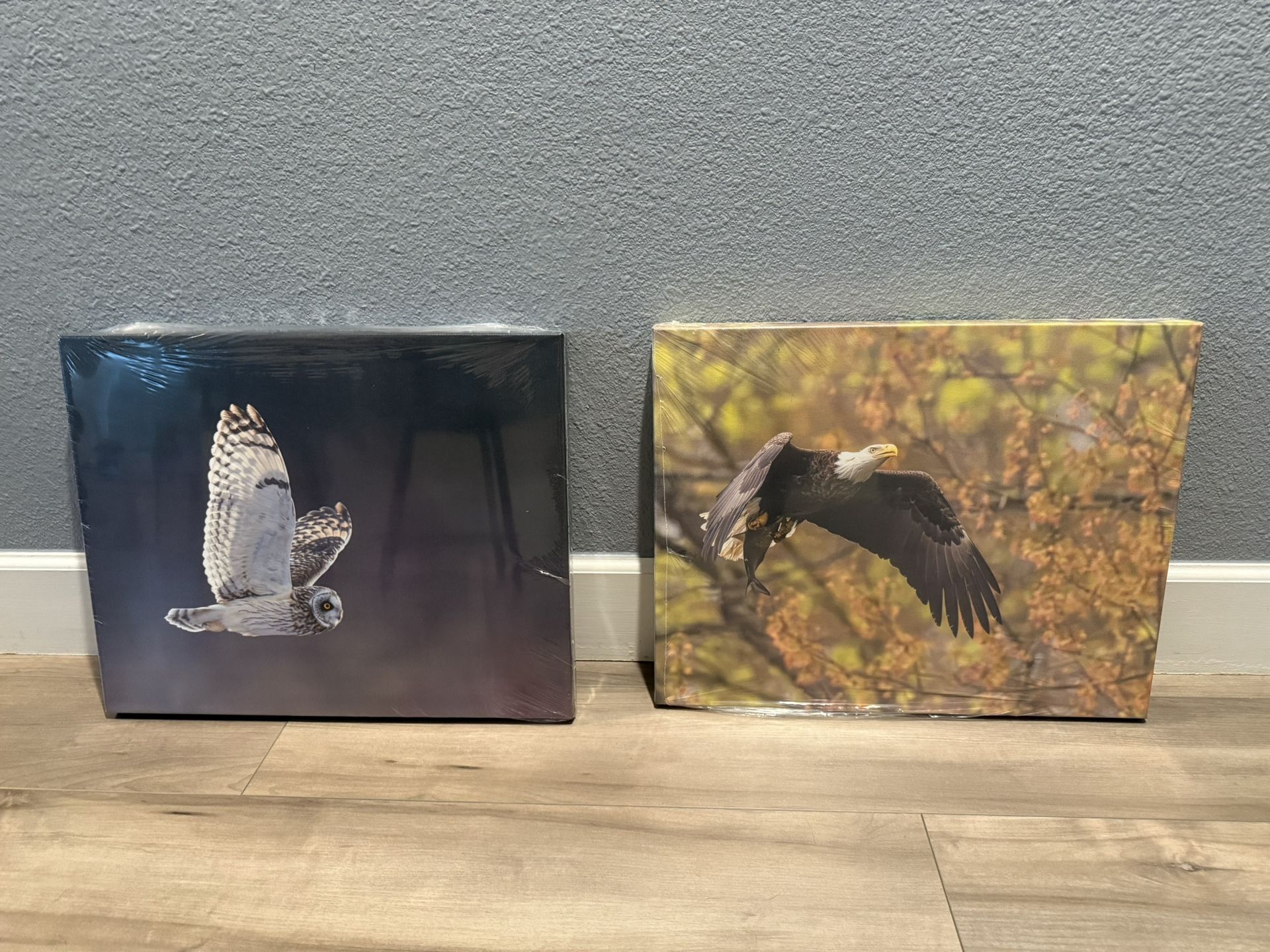 Eagle/Owl Canvas Print (still sealed)
