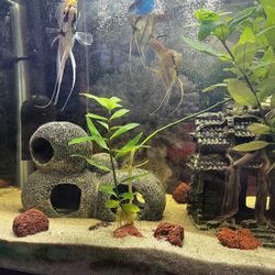 Fish Tank Decor