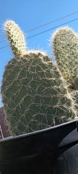 Cactus plant.