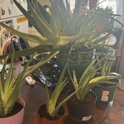 Aloe Vera Plants