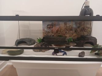 Leopard Gecko albino