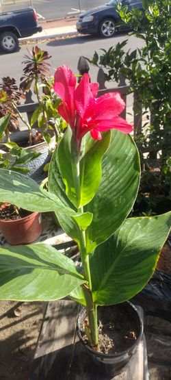 Hermosa planta natural