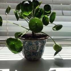 Live Pilea Plant With Ceramic Pot