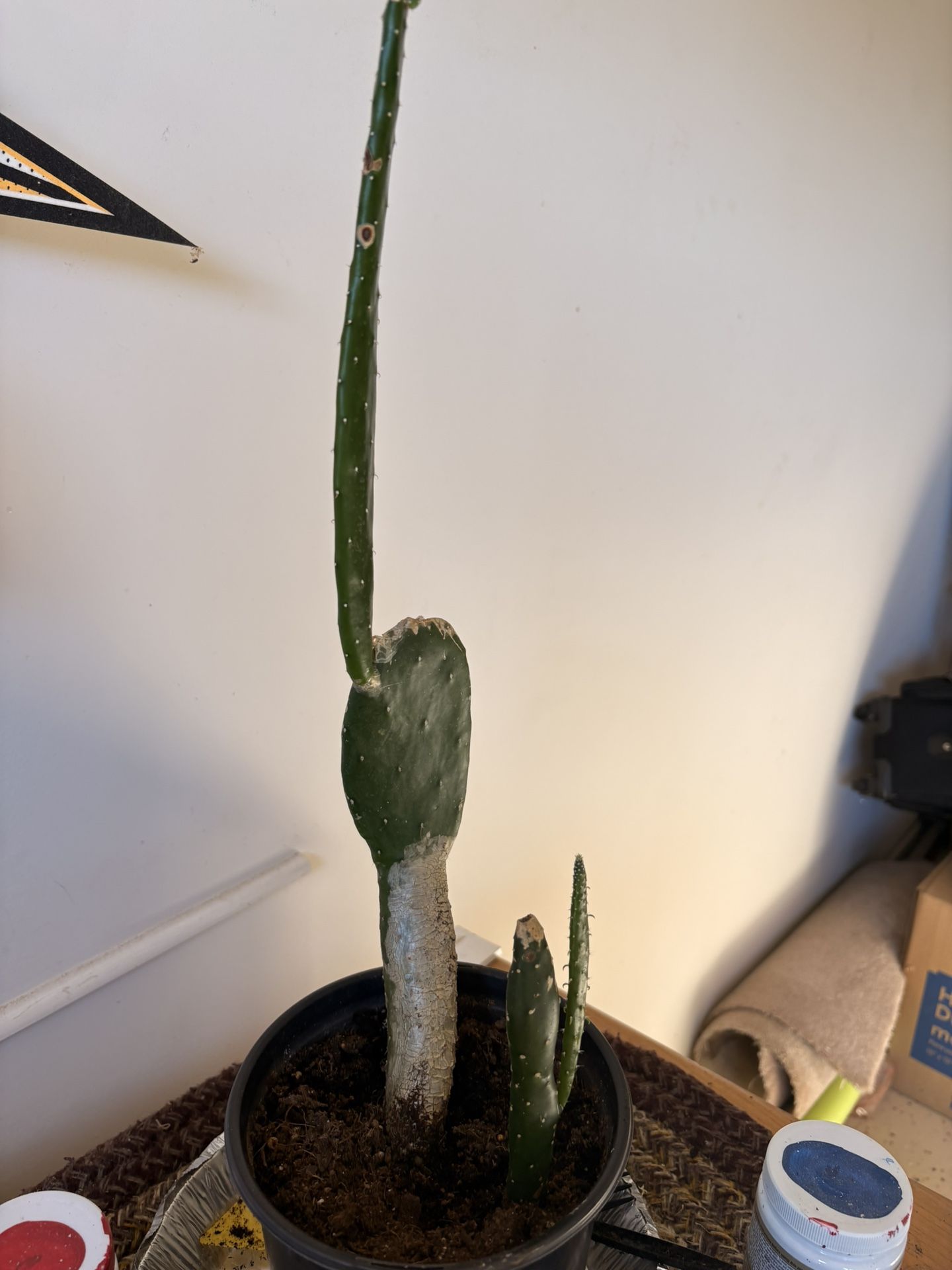 Cactus Plant