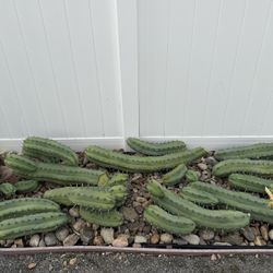 Blue Myrtle Cactus Clippings $2 
