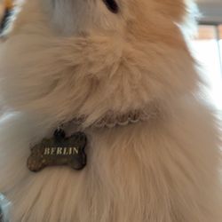Pet tags ID perzonalized 🐶💕