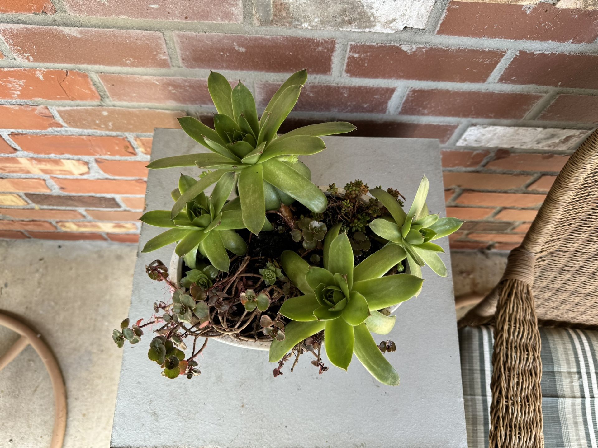 Succulents with oval Ceramic Pot
