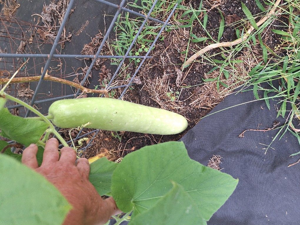Organic Cucuzza For Sale-$6.00