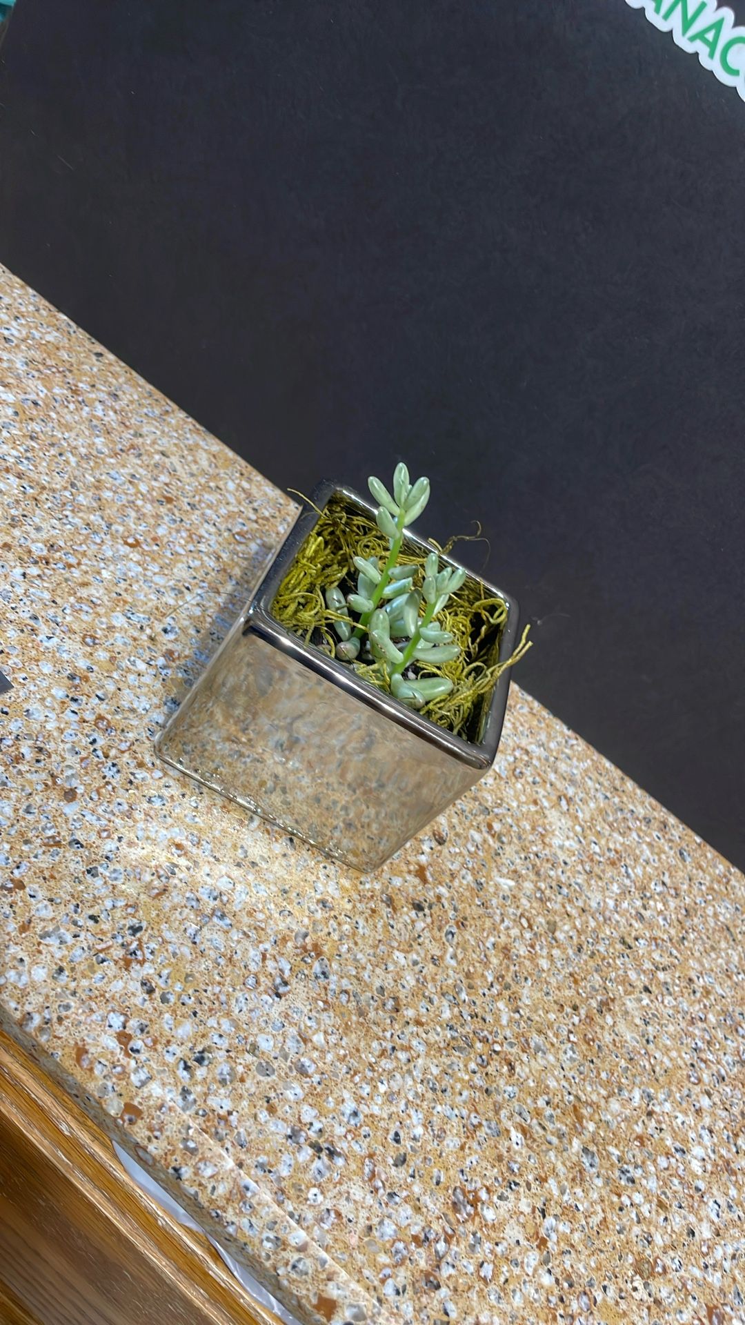 Live Succulent Plant Gift For Any Occasion