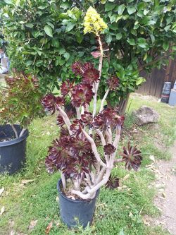 Planta