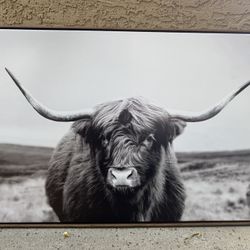 Highland Cow Picture