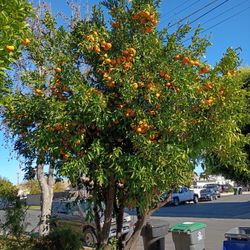 Organic tangerines. I'm selling all the ones on the tree. 