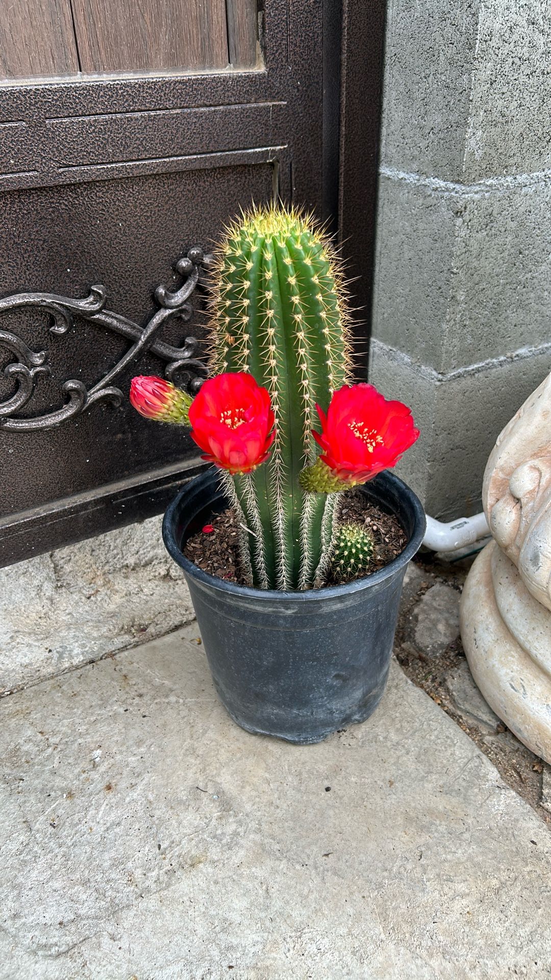 Beautiful Cactus Red Color