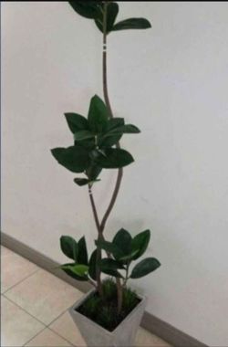 8ft Faux Fiddle Leaf Fig Tree with Dragon Blood Stone in a Gray Ceramic Planter @ Lasting Creations