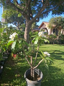 Plumeria blanca