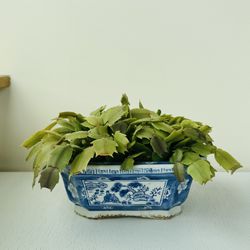 Schlumbergera (Christmas Cactus) plant with ceramic pot
