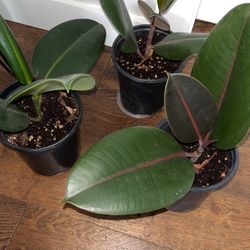 Rubber Tree Plants