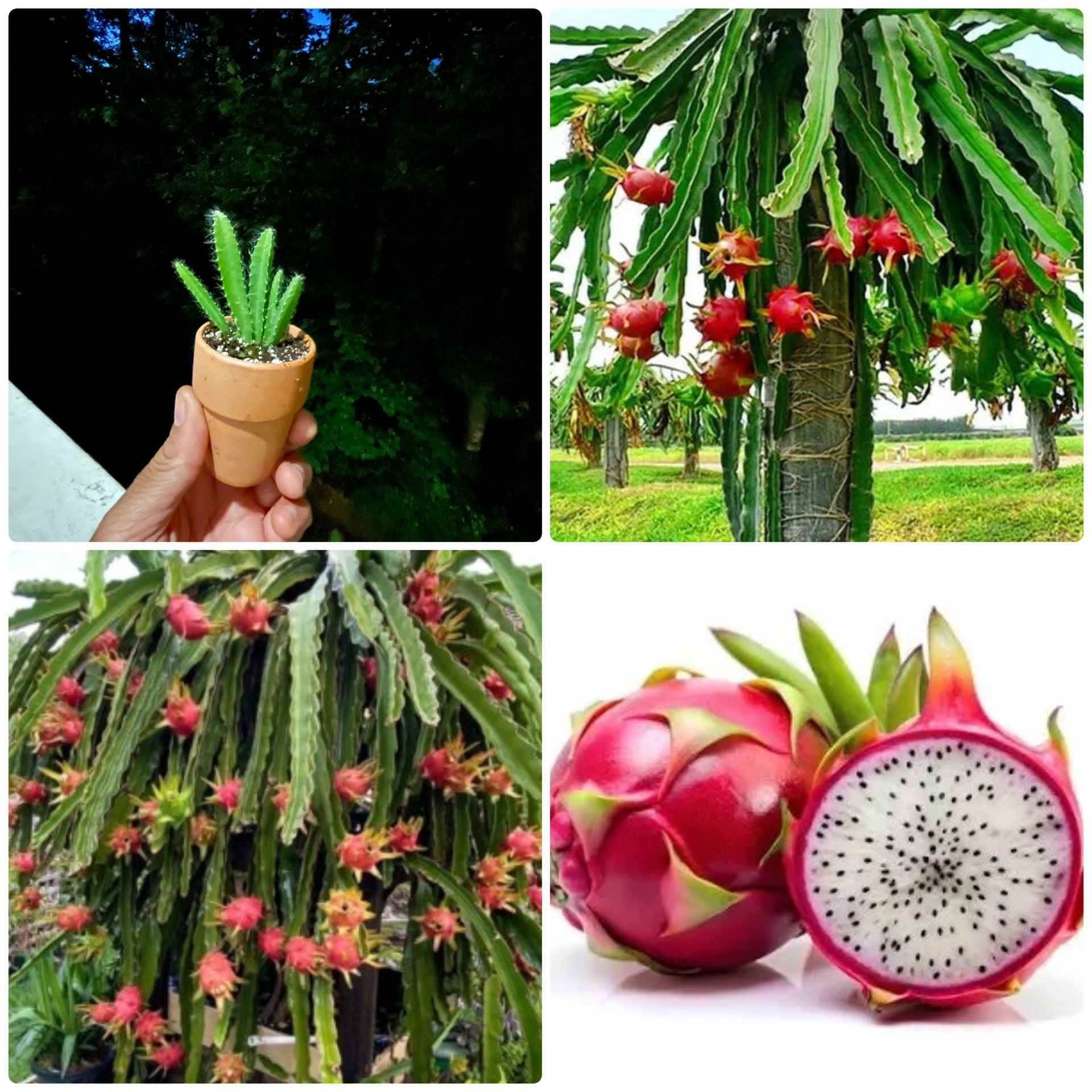 $5 Each | Dragon Fruit Cactus | Fruit-Priducing, Flowering Cactus | Quick Growing | Starter Plant | 2” Pot