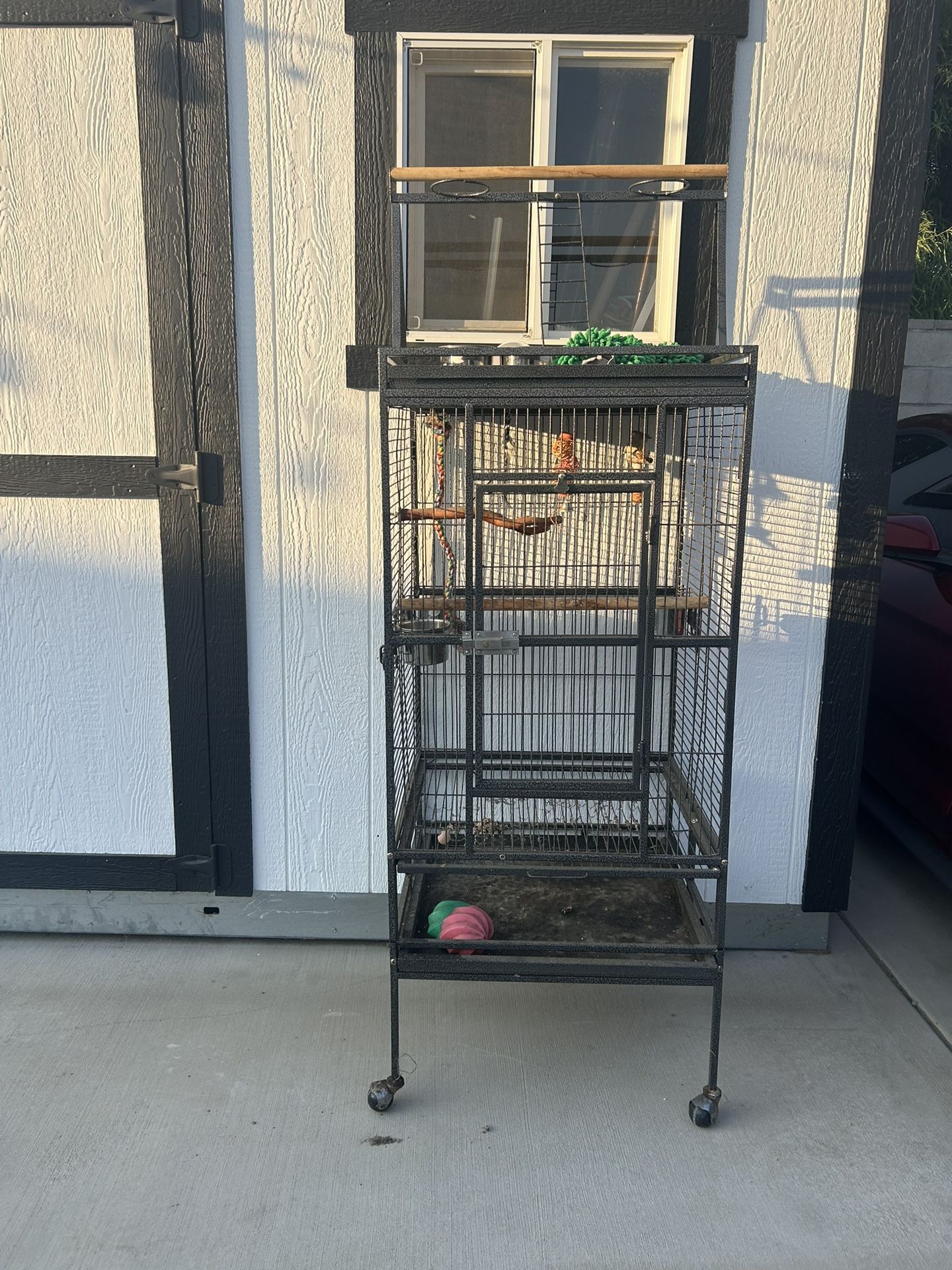 Bird Cage 