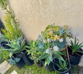 Plant Sale In Burbank