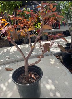 Caribbean Copper plants