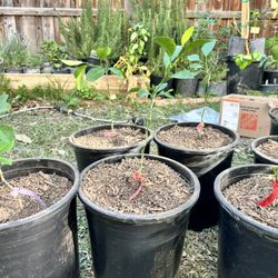 Dobashi beni mandarin