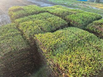 SAN AUGUSTIN FRESH 400SQF AVAILABLE