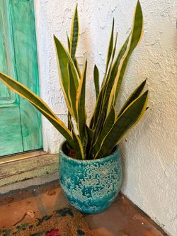 Snake Plant / world market pot included