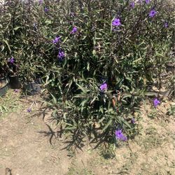 Plants