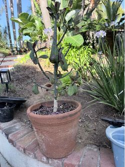 Terra cotta planter