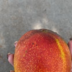 Large Mangoes 