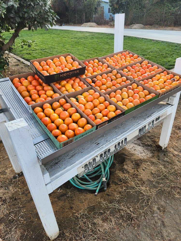 Hachiya Persimmons For Sale