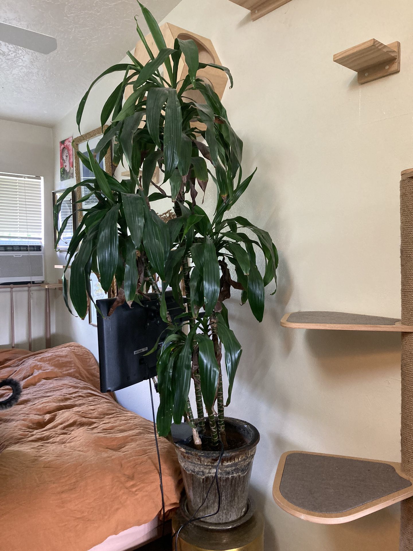 Palm Tree And Pot 