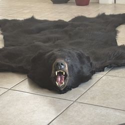 Canadian Bear Rug