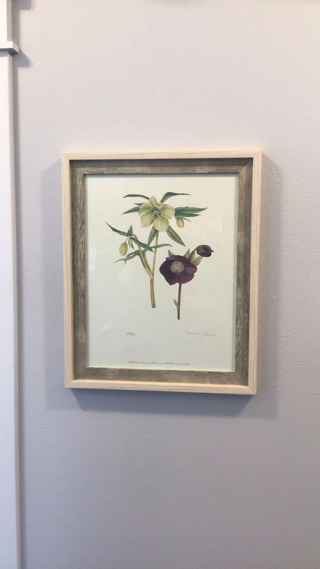 Helleborus