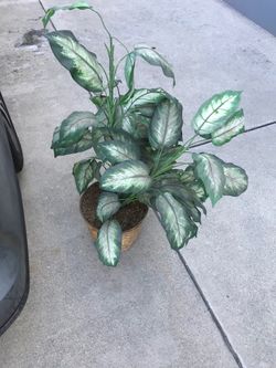 Fake plant 3 Ft high or so