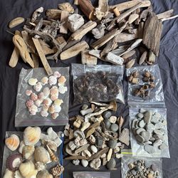 Arts & Crafts Shells, Rocks, Driftwood