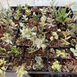 Succulents 2” Pots 